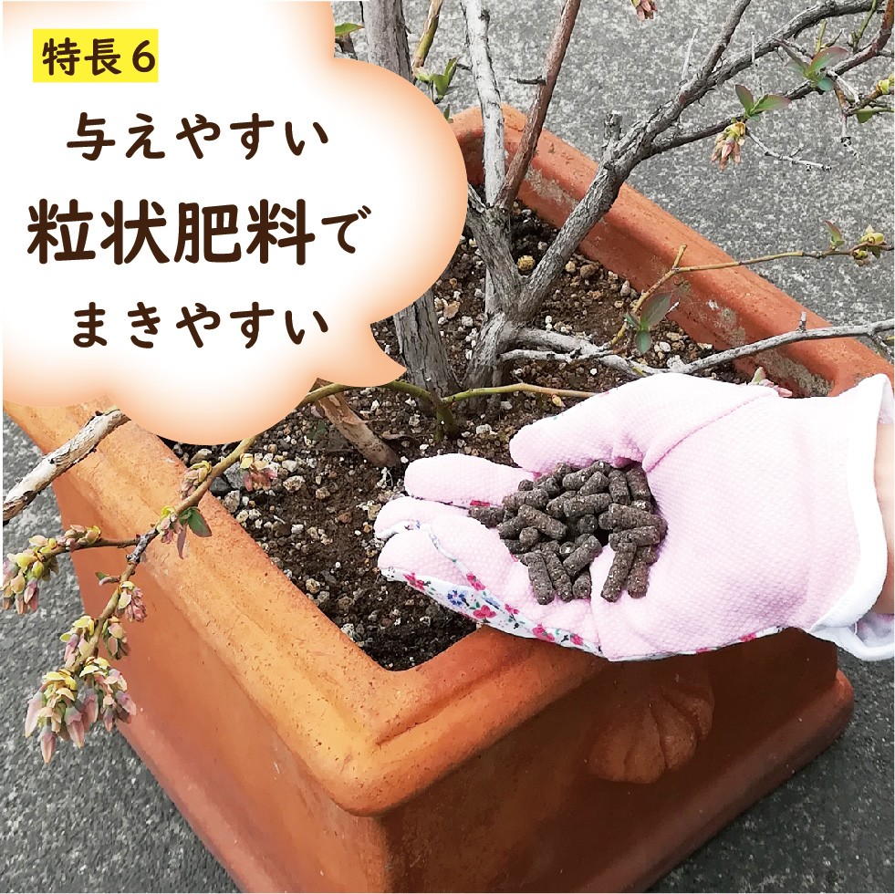 ����Ȳ̼���������300g