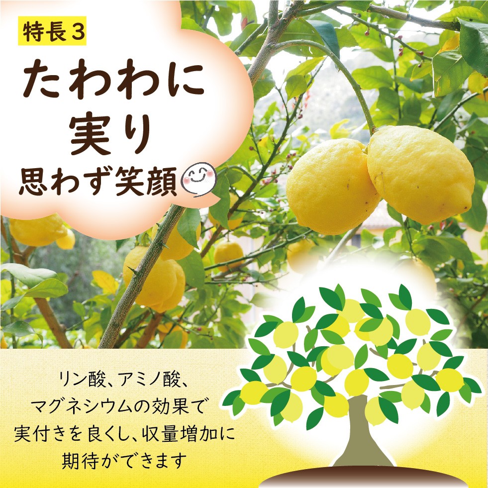 ����Ȳ̼���������300g