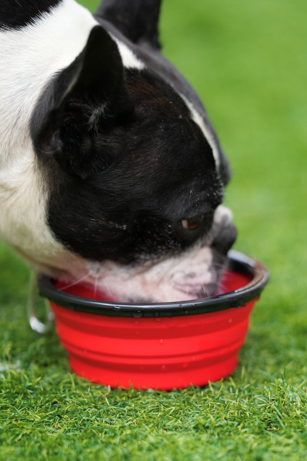 ジャバラバケツ