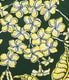 Lot No. SS39621 / RAYON HAWAIIAN SHIRT ��PLUMERIA BLOSSOMS��