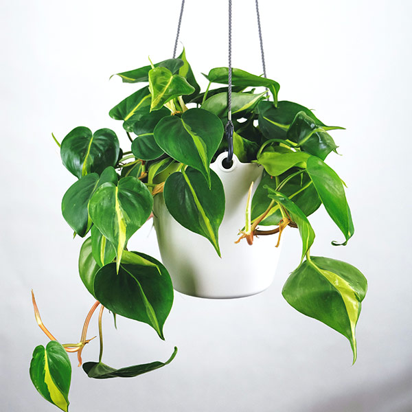 フィロデンドロン・ブラジル