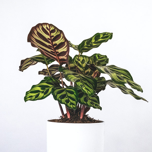 カラテア・マコヤナ