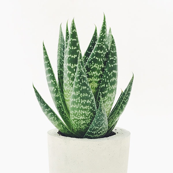 アロエ・アリスター