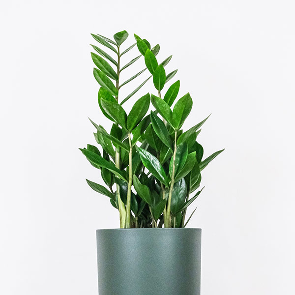 ザミオクルカス