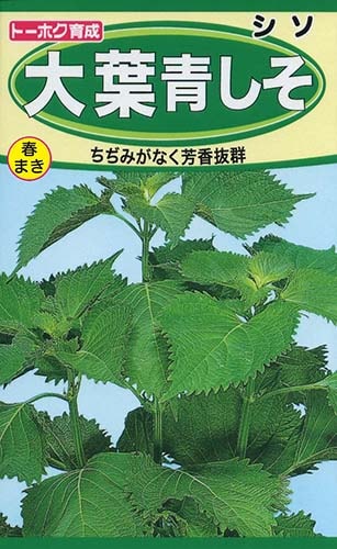 大葉 青シソ | 植物・種,種（トーホク） | Tree people