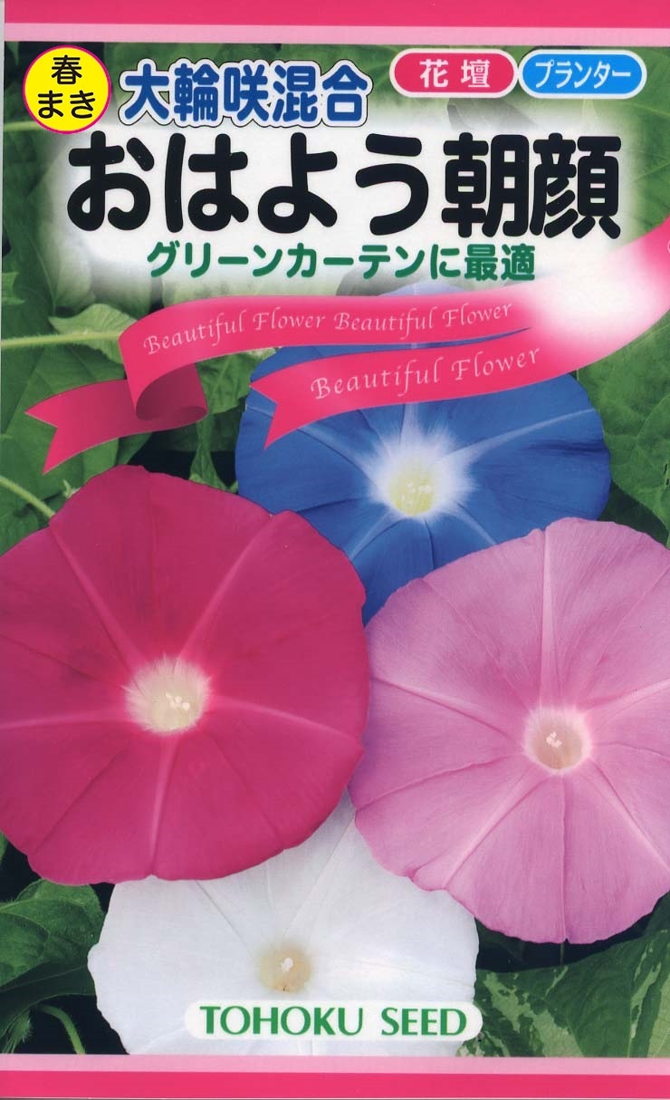 おはよう朝顔 大輪咲混合 植物 種 種 トーホク Tree People