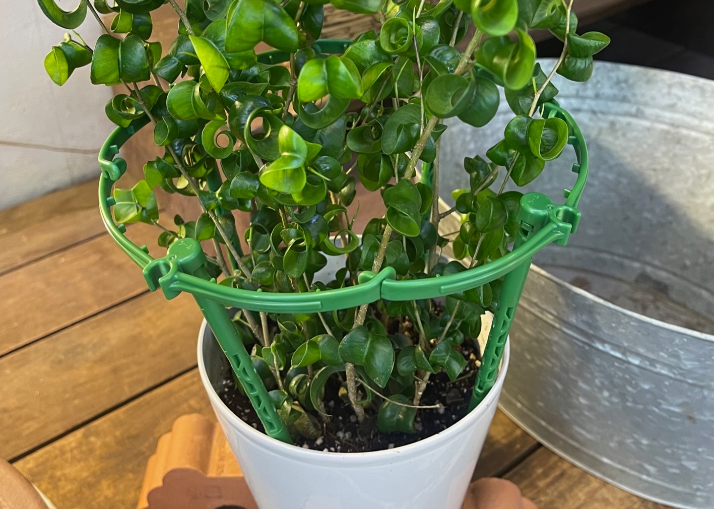 �ץ��ĥϥ󥬡��ߥ�