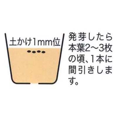 �ͥ�ե���