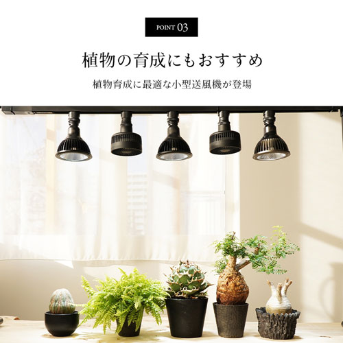 BARRELAechmea ʥ֥å