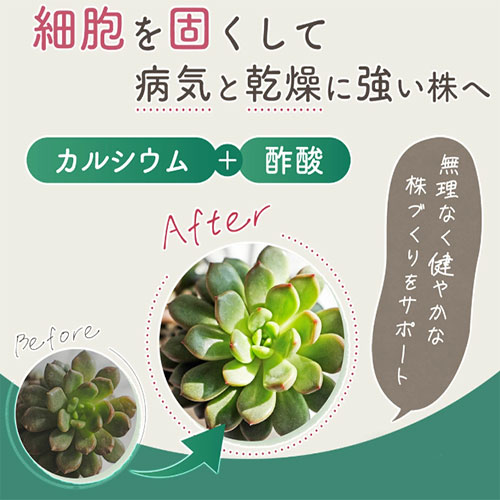 쥨ե Ǥ륫륷 ݻ۹ 150ml