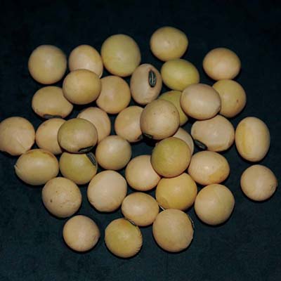 ���ޤ���Ʀ