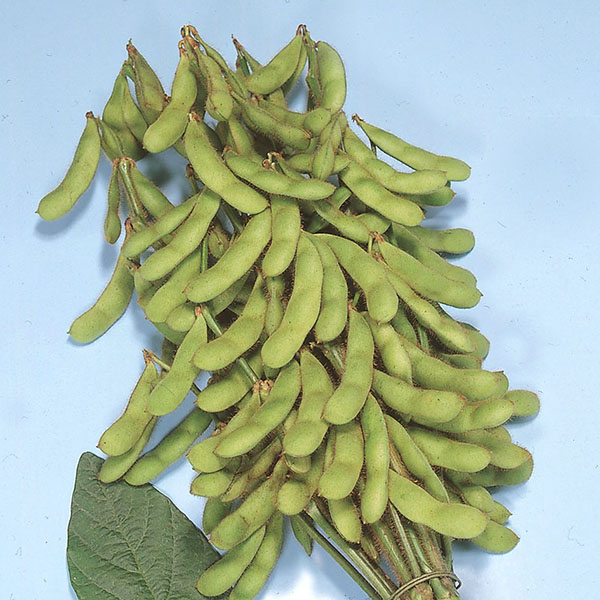 ���ޤ���Ʀ