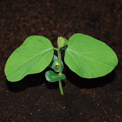 ���ޤ���Ʀ