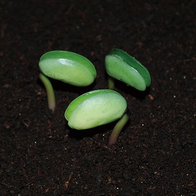 ���ޤ���Ʀ