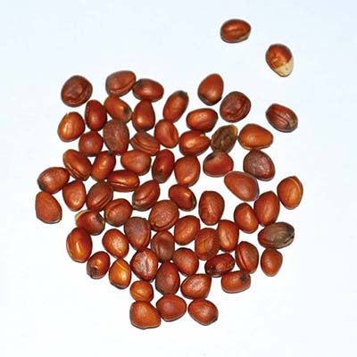 �ִݤϤĤ�����ǥ��å���