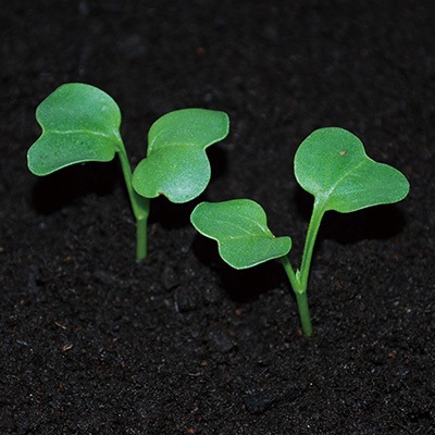 �ִݤϤĤ�����ǥ��å���