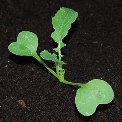 �ִݤϤĤ�����ǥ��å���