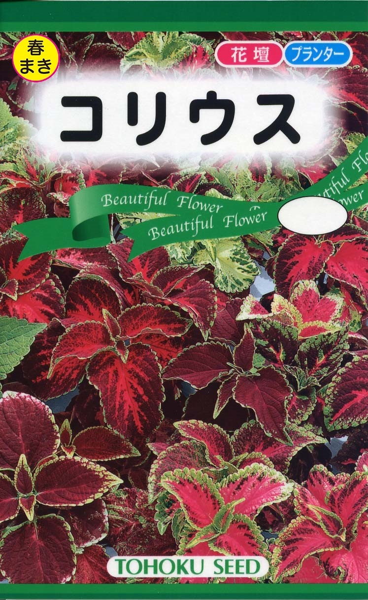 コリウス 植物 種 種 トーホク Tree People