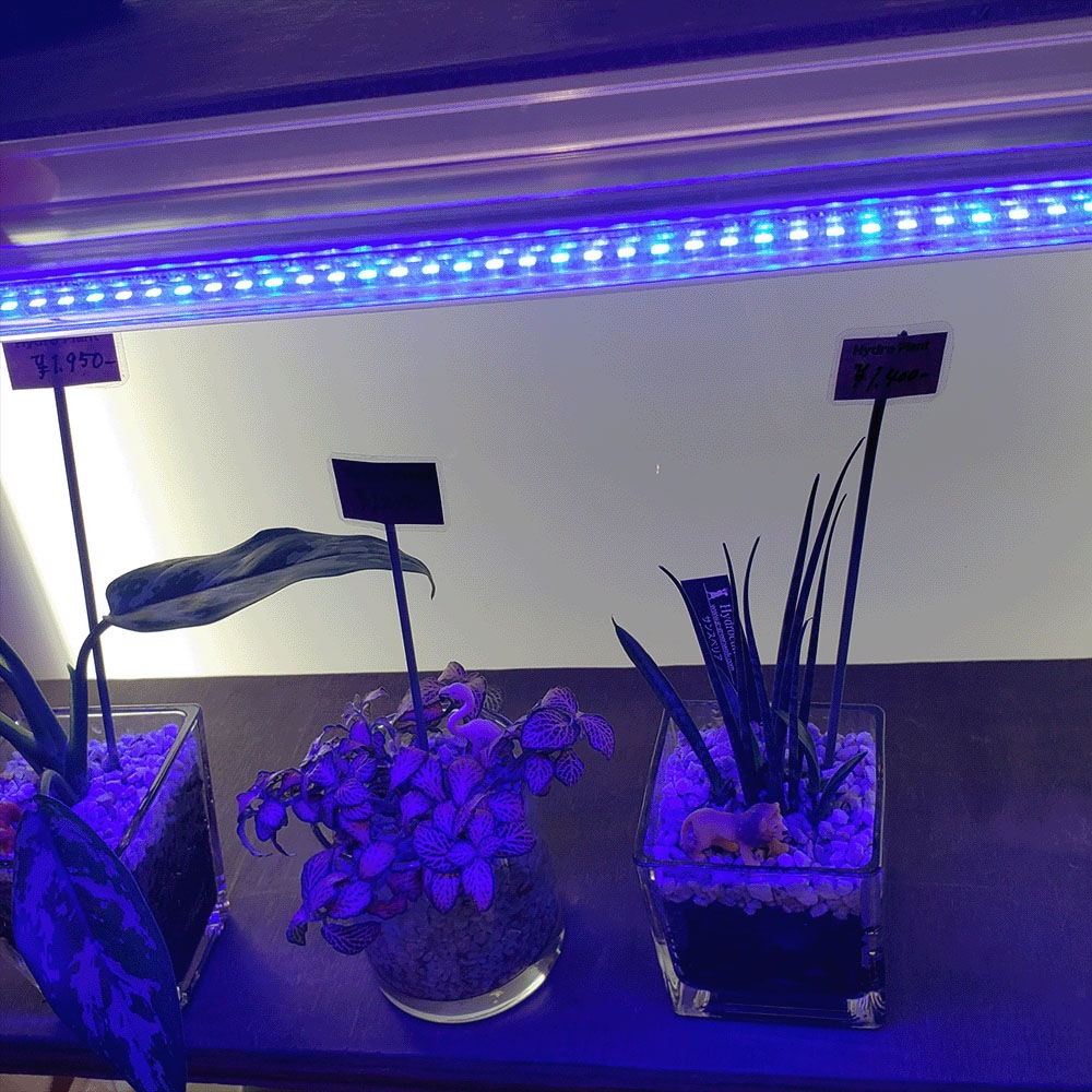 LED AO LIGHT