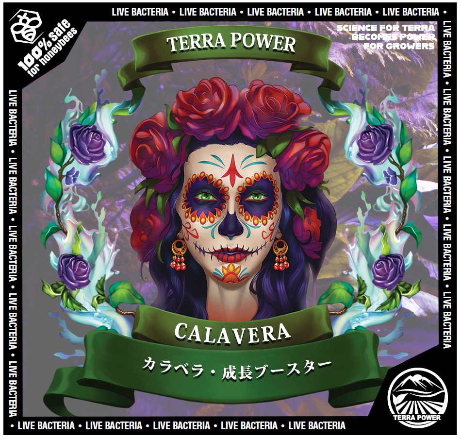 ��TERRA POWER�� LA CALAVERA (�顦����٥�)