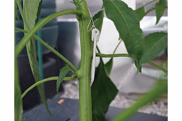 �ץ��ȥϥ󥬡��衼�衼 ���󥰥�