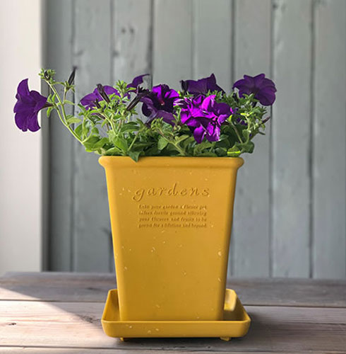 �ѥԥ������ݥå� �ѷ����� 190(���դ�)