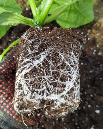 ��ATAMI�� ROOTBASTIC