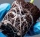 CANNA COCO ROOTPLUGS ݥ