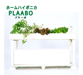 �ۡ���ϥ��ݥ˥� PLAABO�ʥץ顼�ܡ�