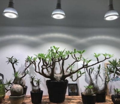 ��BARREL��NEO TSUKUYOMI 20W�ʥ֥�å���