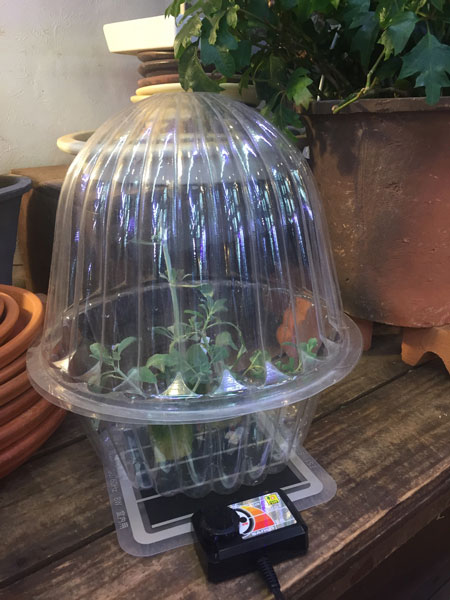 Ĵեҡޥåȡ&ȯɡS SET