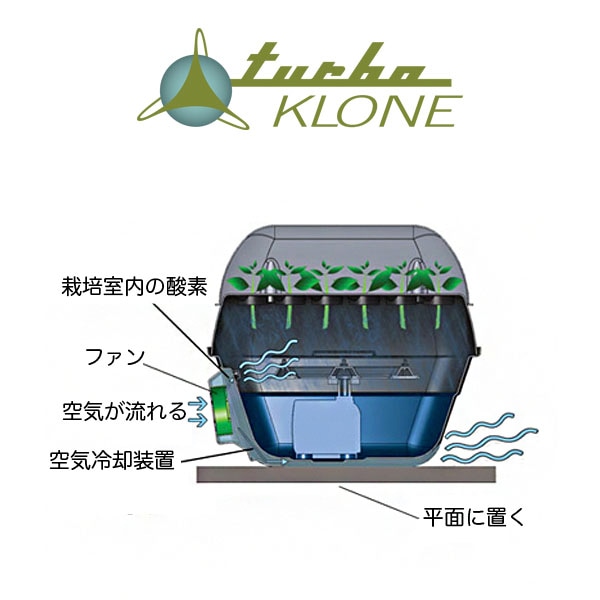 ターボクローン 24株 | セール品 | Tree people