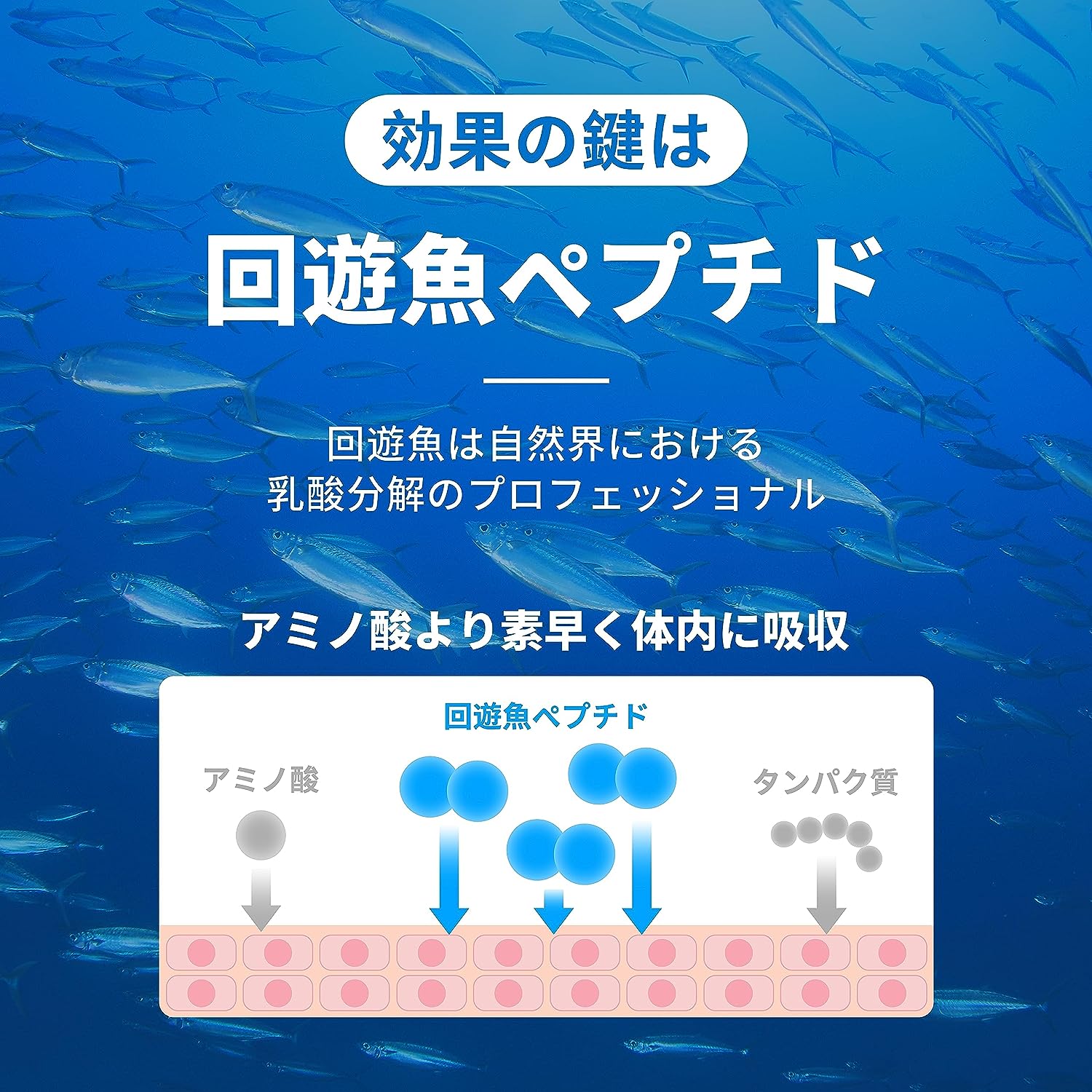 ���ĥ��� 10�ޥ��å�+1�ػ����ϸ���� �ضڥ��᡼��/­�Ĥ�ڸ��� �ޥ饽�� ���/�ޥ饽��/�ȥ쥤����/�л�/�ȥ饤��������/���/������/��������󥰤ʤɻ��׷ϥ��ݡ��Ĥ˺�Ŭ��
