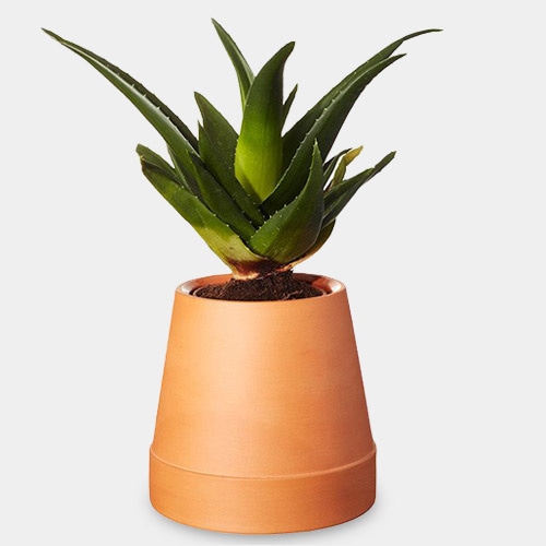 �ե�åץ� ��ư���ץ�󥿡� / �ܥ���