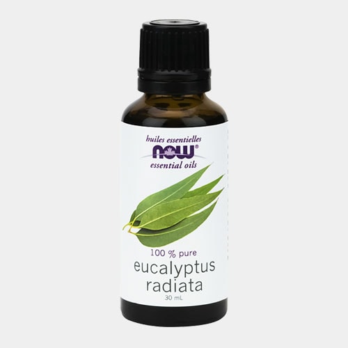 �桼���ꡦ�饸���������� (eucalyptus radiata) / NOW