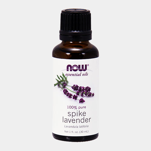 ���ѥ�������٥�������� (spike lavendar)  / NOW