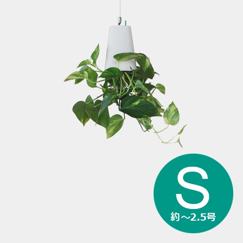 上下が逆さまになった植木鉢、Skyplanter (スカイプランター)