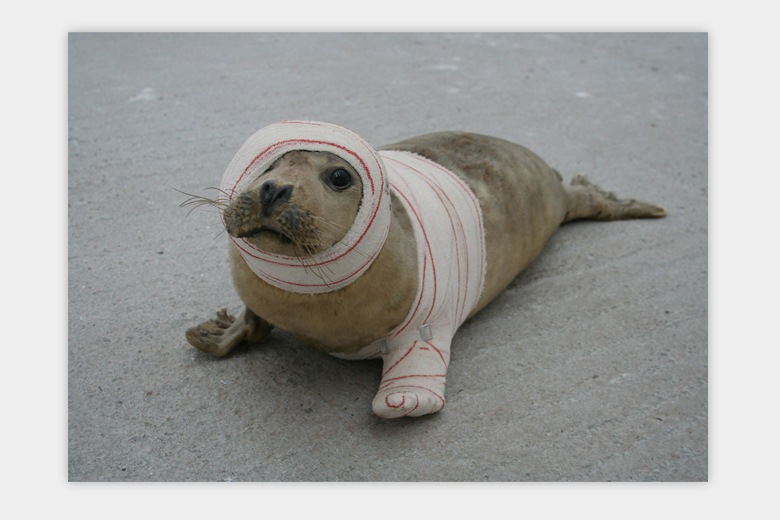 ݥȥɥ쥯 #04 ֥ / ȥꥨ340ߥ塼