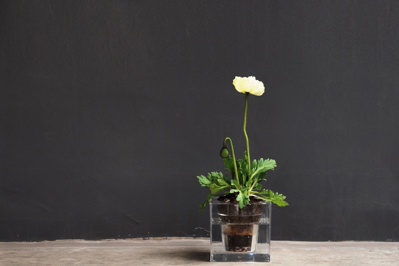 ܥ 塼֡S ưץ󥿡 / ܥ