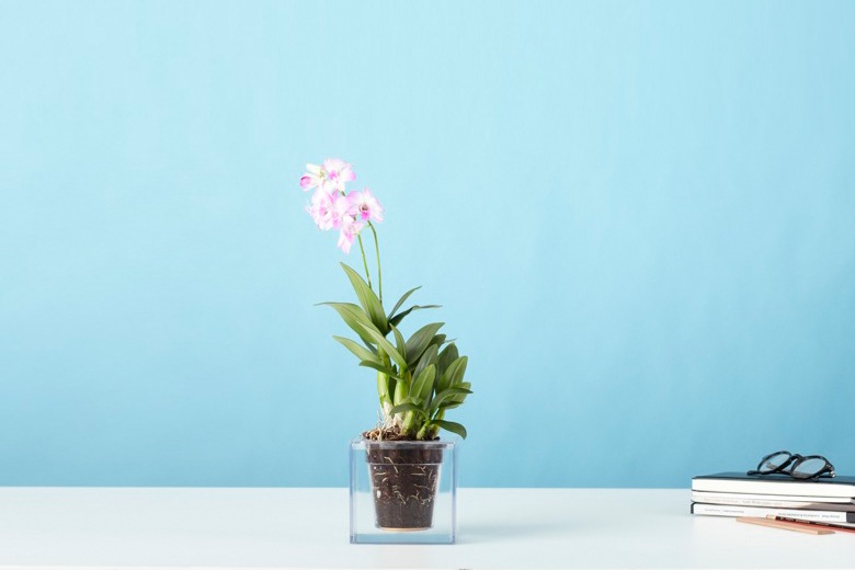 ܥ 塼֡S ưץ󥿡 / ܥ