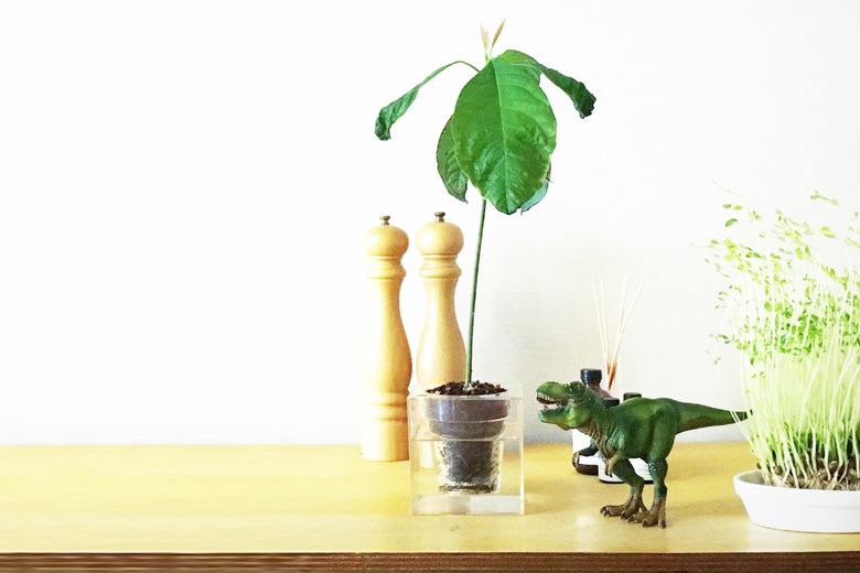 ܥ 塼֡S ưץ󥿡 / ܥ