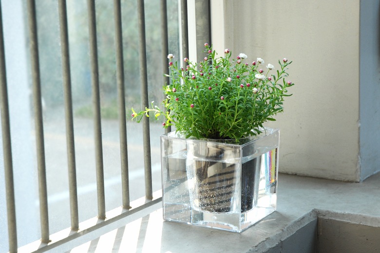 ܥ 塼֡S ưץ󥿡 / ܥ