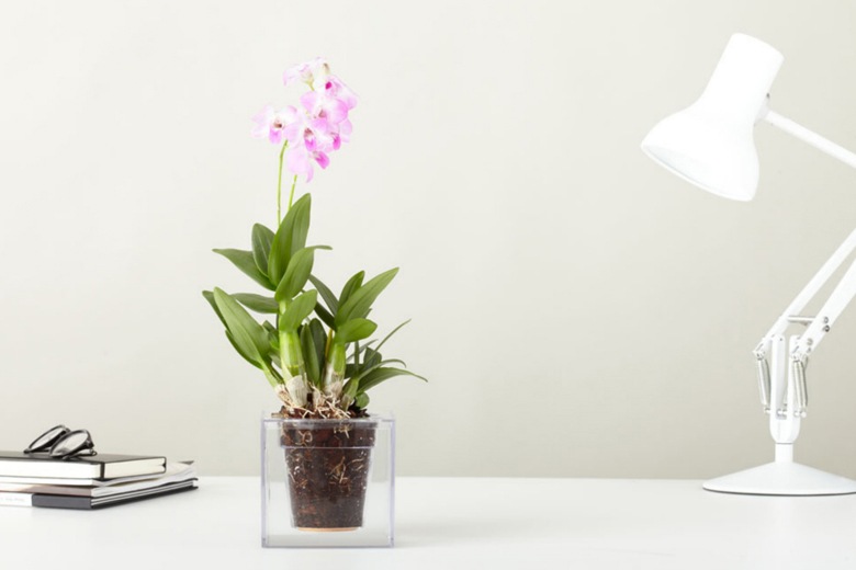 ܥ 塼֡S ưץ󥿡 / ܥ