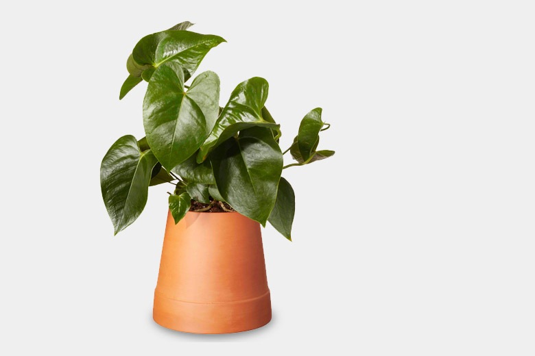 եåץ ưץ󥿡 / ܥ