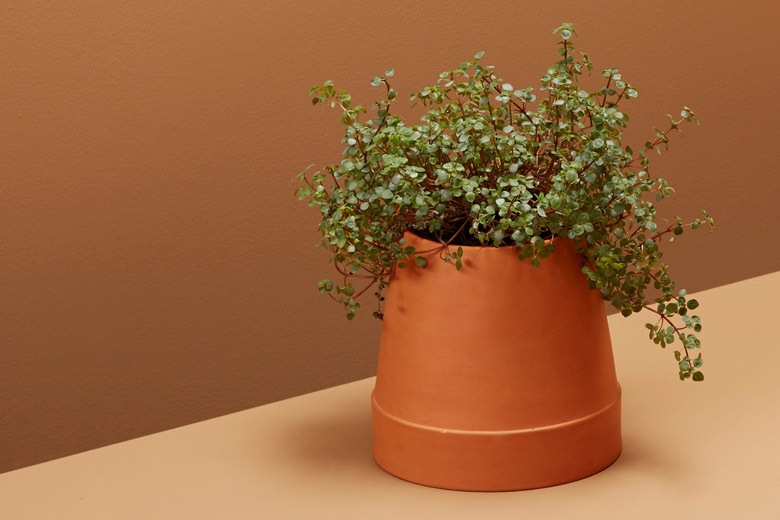 եåץ ưץ󥿡 / ܥ