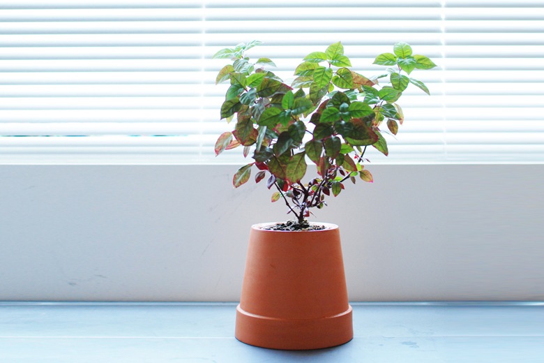 եåץ ưץ󥿡 / ܥ