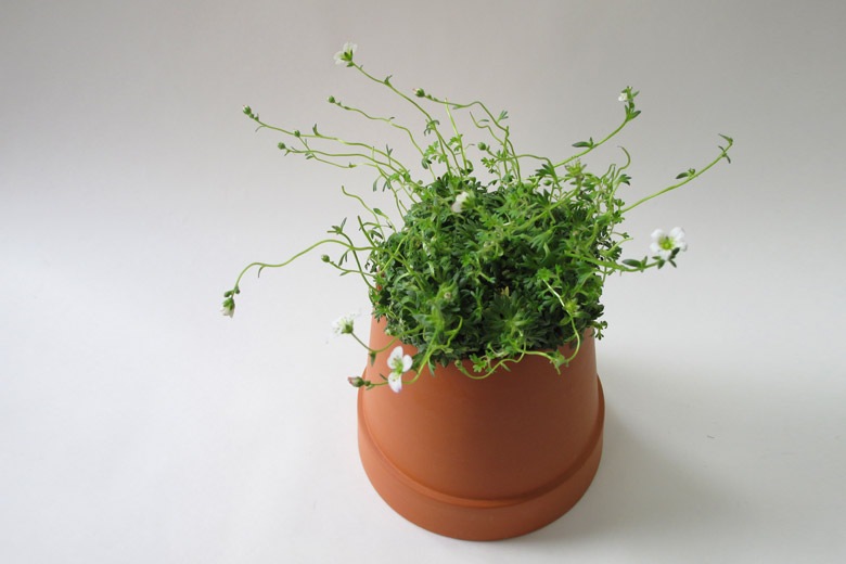 եåץ ưץ󥿡 / ܥ