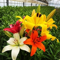 ��Ȭ��������ۿ�ë���ʤ��ޤ����ѥå���20�ܡ�