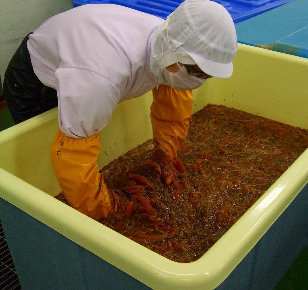 函館竹田食品 「数の子松前」と「黄金群来松前」セット（各500g×2種