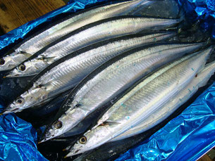 �����̣�δ����ڣ�������